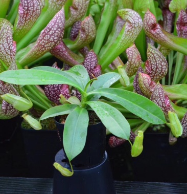 食虫植物绿精灵猪笼草驱蚊绿植盆栽灯笼植物批发供应零售