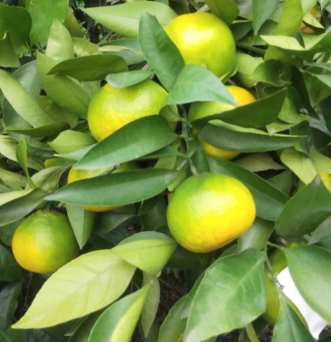 四川资阳特早蜜桔 个大皮溥 细腻发渣 产地直发 量大价优