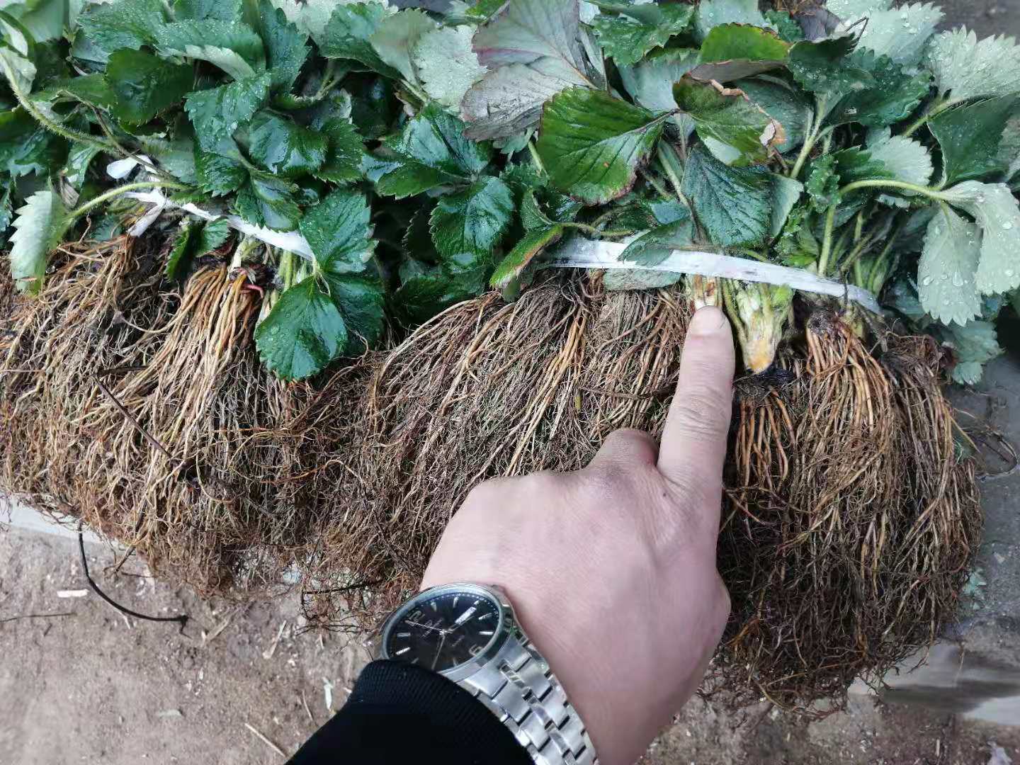 良宝草莓苗植株健康生长状态,叶片翠绿,根系发达 良宝草莓苗植株