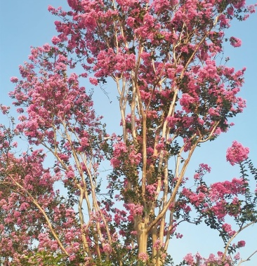 四川大红紫薇规格20公分左右