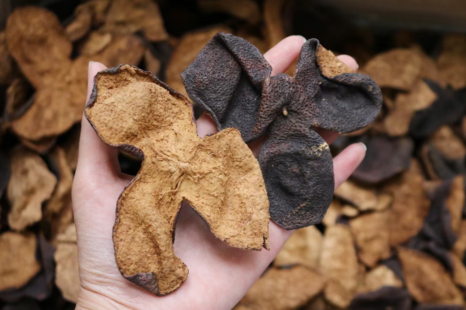 白芷与陈皮的实物对比图,展示其外观特征与质地 白芷与陈皮实物对比图