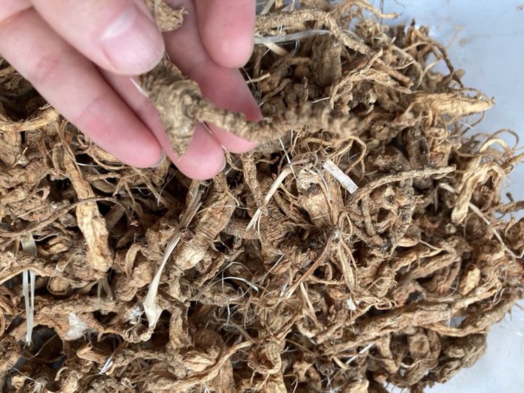 长白山人参种植基地