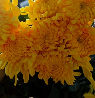 [白菊花批发]鲜花白菊花 幽香 白扇 黄菊花 黄金扇价格0.