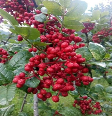 [花椒批发]富平优质花椒价格42.00元/斤 - 一亩田