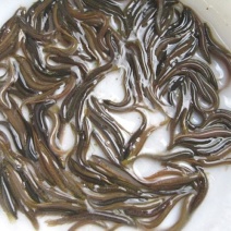 出售各种鱼苗草鱼鲤鱼鲫鱼