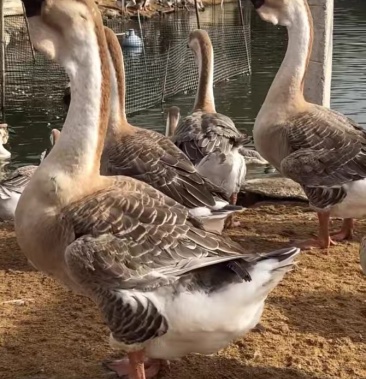 纯种潮汕狮头鹅鹅苗特大种狮头鹅苗大白鹅苗活体