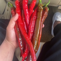 8号椒