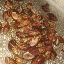 白玉蜗牛成年蜗牛大大的肉
