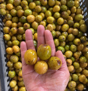 广东省饶平县南酸枣鼻涕果五眼果酸枣糕鲜枣现采摘果