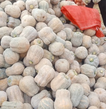 [南瓜批发]金香南瓜价格0.92元/斤 - 一亩田