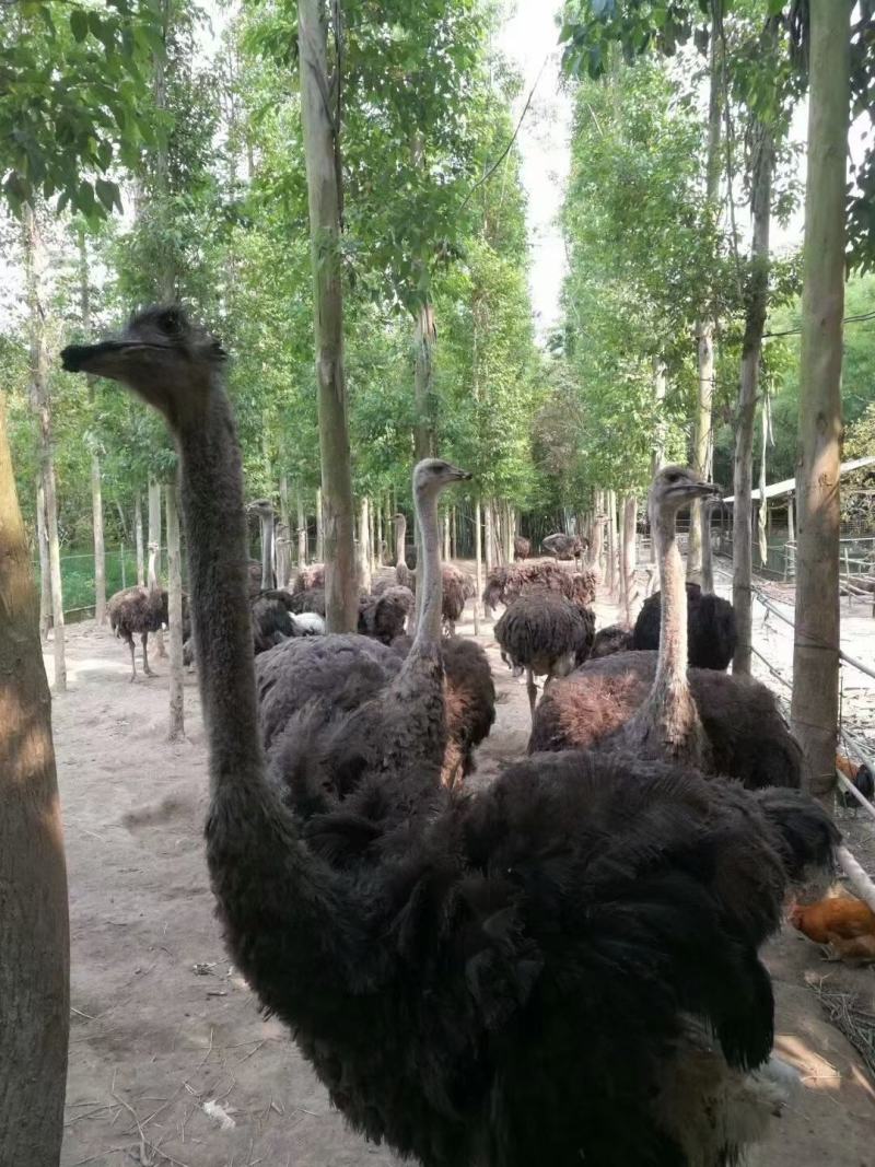 广西南宁西乡塘区鸵鸟苗 330.00元/个非洲鸵鸟