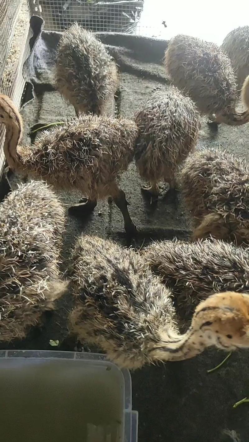 广西南宁西乡塘区鸵鸟苗 330.00元/个非洲鸵鸟