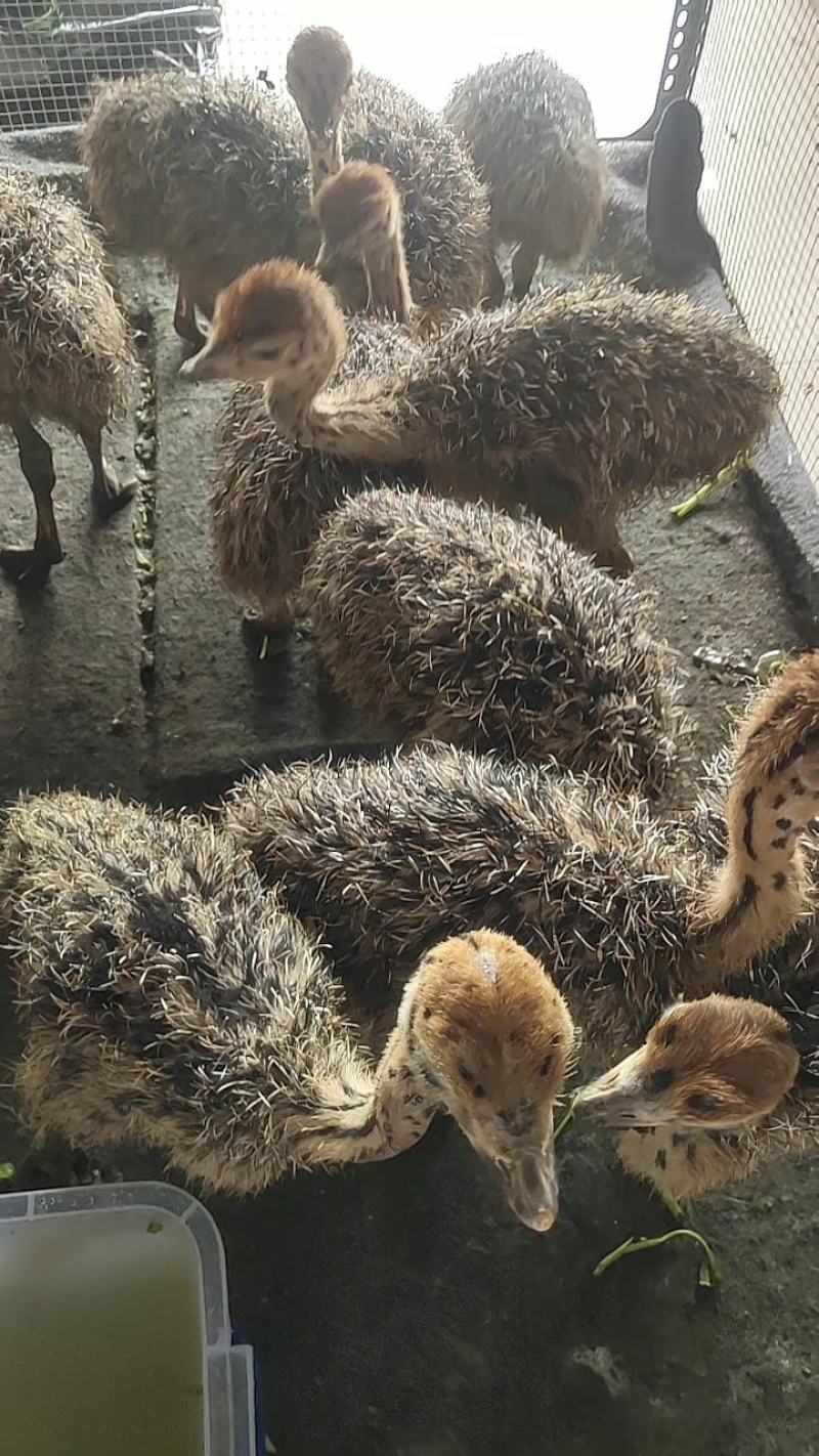 广西南宁西乡塘区鸵鸟苗 330.00元/个非洲鸵鸟