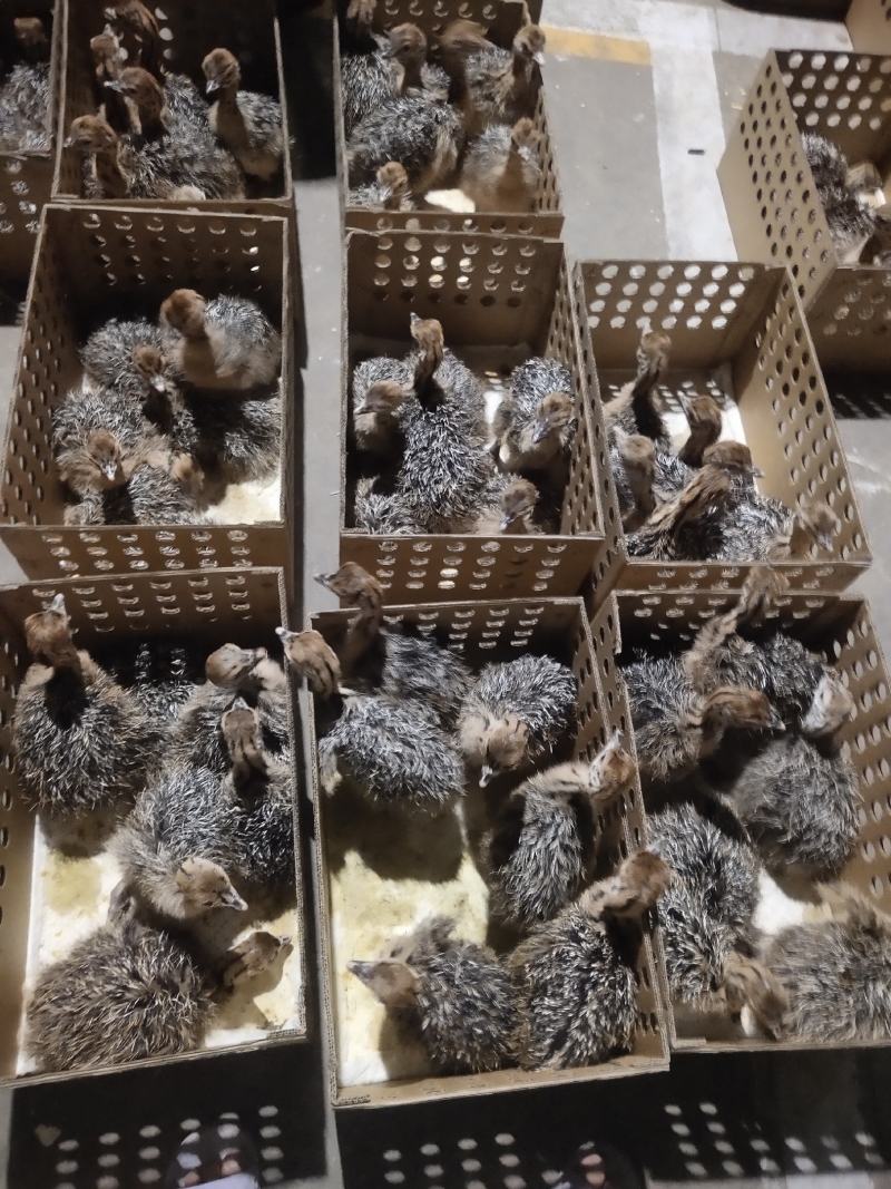 广西南宁西乡塘区鸵鸟苗 330.00元/个非洲鸵鸟