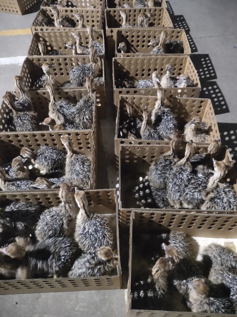 广西南宁西乡塘区鸵鸟苗 330.00元/个非洲鸵鸟