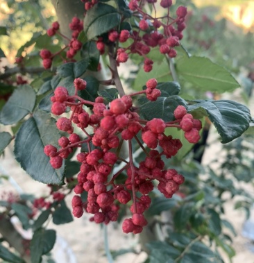 [花椒批发]油花椒价格50.00元/斤 - 一亩田