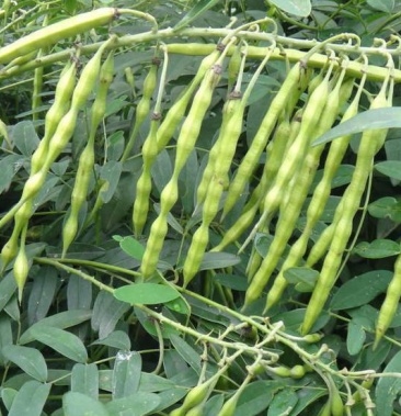 苦参种子 中药材种子纯新苦参籽散装苦参种籽四季播种