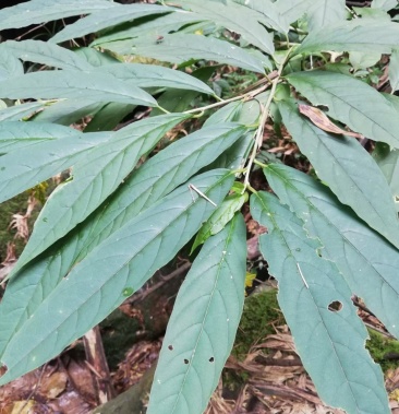 黄花倒水莲,野生黄花倒水莲一味很好的打药