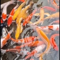 出售优质锦鲤大小规格品种花色齐全价格优惠全国送货上门免费