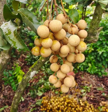 大乌圆龙眼,个大,肉厚,水分足