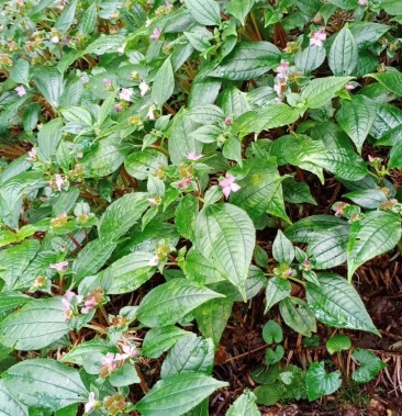 [风柜斗草批发]风柜斗草价格10.00元/斤 - 一亩田