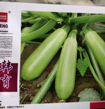 [葫芦批发]早春一代种,瓜条顺直,早熟35天左右可摘250g以上嫩瓜价格