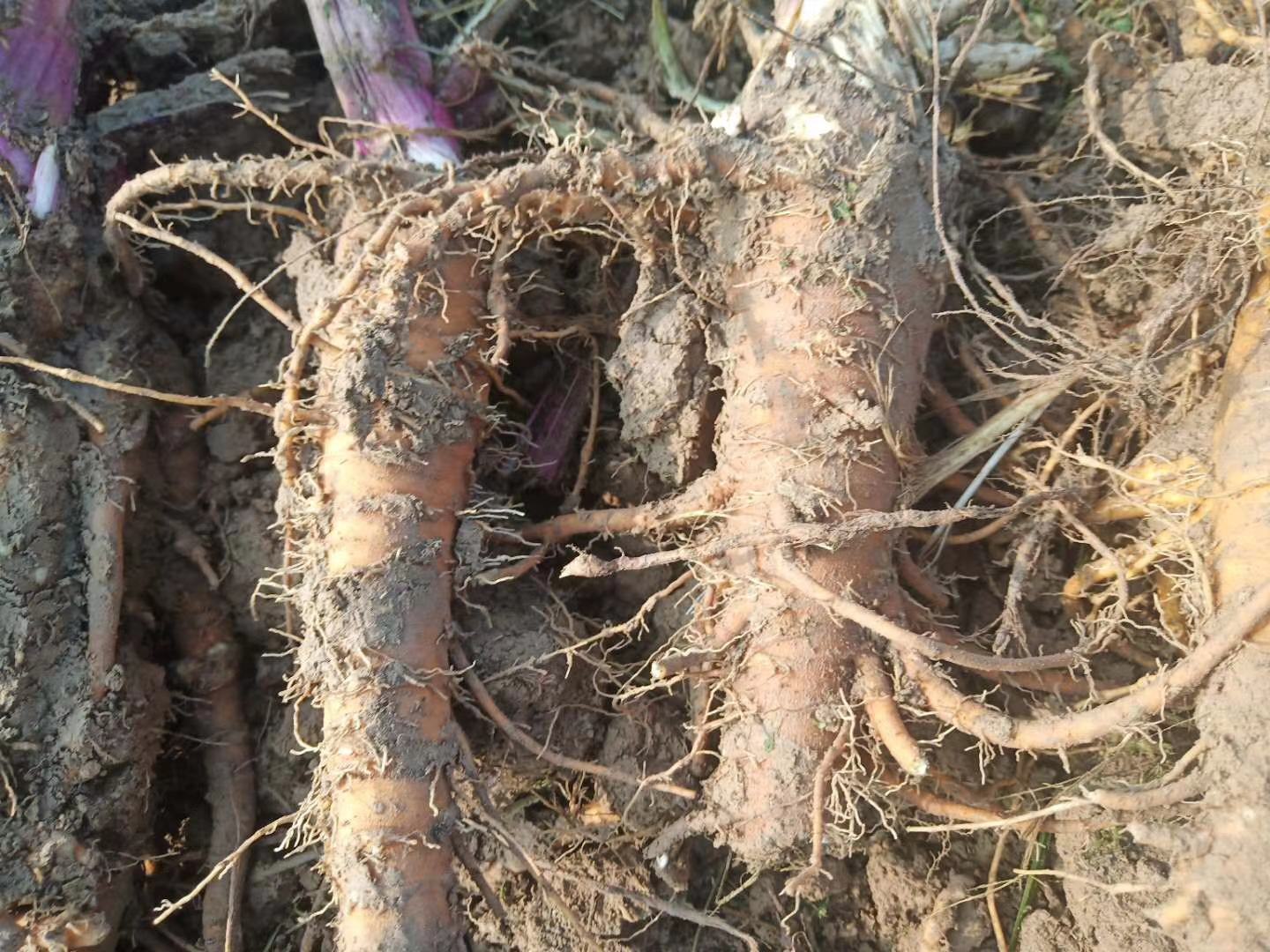新鲜采挖的白芷根部特写,主根粗壮圆柱形,表面黄棕色,具横向皮孔和环状节痕,断面洁白,质地坚实,散发浓郁香气,旁边放置测量尺以显示尺寸比例 白芷根部特写展示
