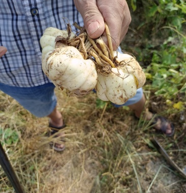 [百合种球批发]龙牙百合种球价格9.00元/个 - 一亩田