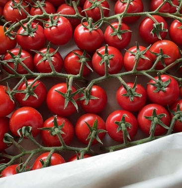 [圣女果批发]串红,寿光市精品串红,红串小西红柿价格1.