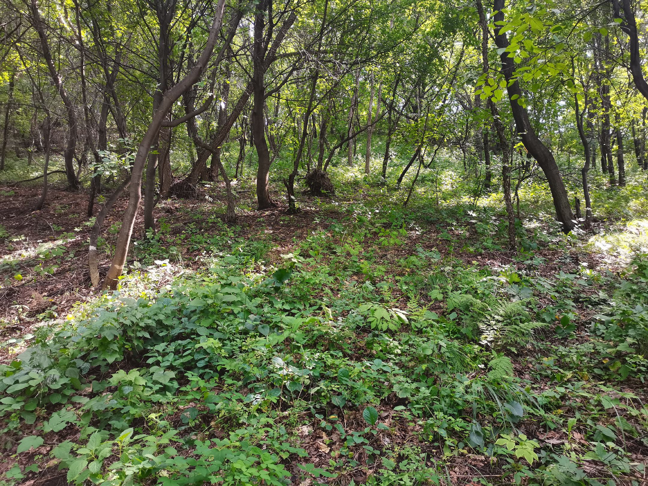 一片幽深的阔叶混交林中,阳光透过树冠斑驳洒落,几株林下参生长在腐殖质丰富的土壤上,叶片翠绿,根部部分裸露,呈现出自然扭曲的形态,周围有落叶覆盖,环境湿润而原始 林下参在原始森林中自然生长的场景