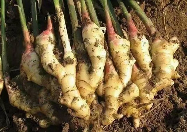 微生物菌剂处理种姜