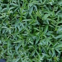 花椒苗
