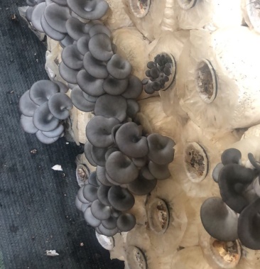鲜货黑灰平菇大中小叶都有