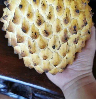 黄龙释迦果苗 黄皮乳白色的肉正品嫁接苗营养杯发货包邮