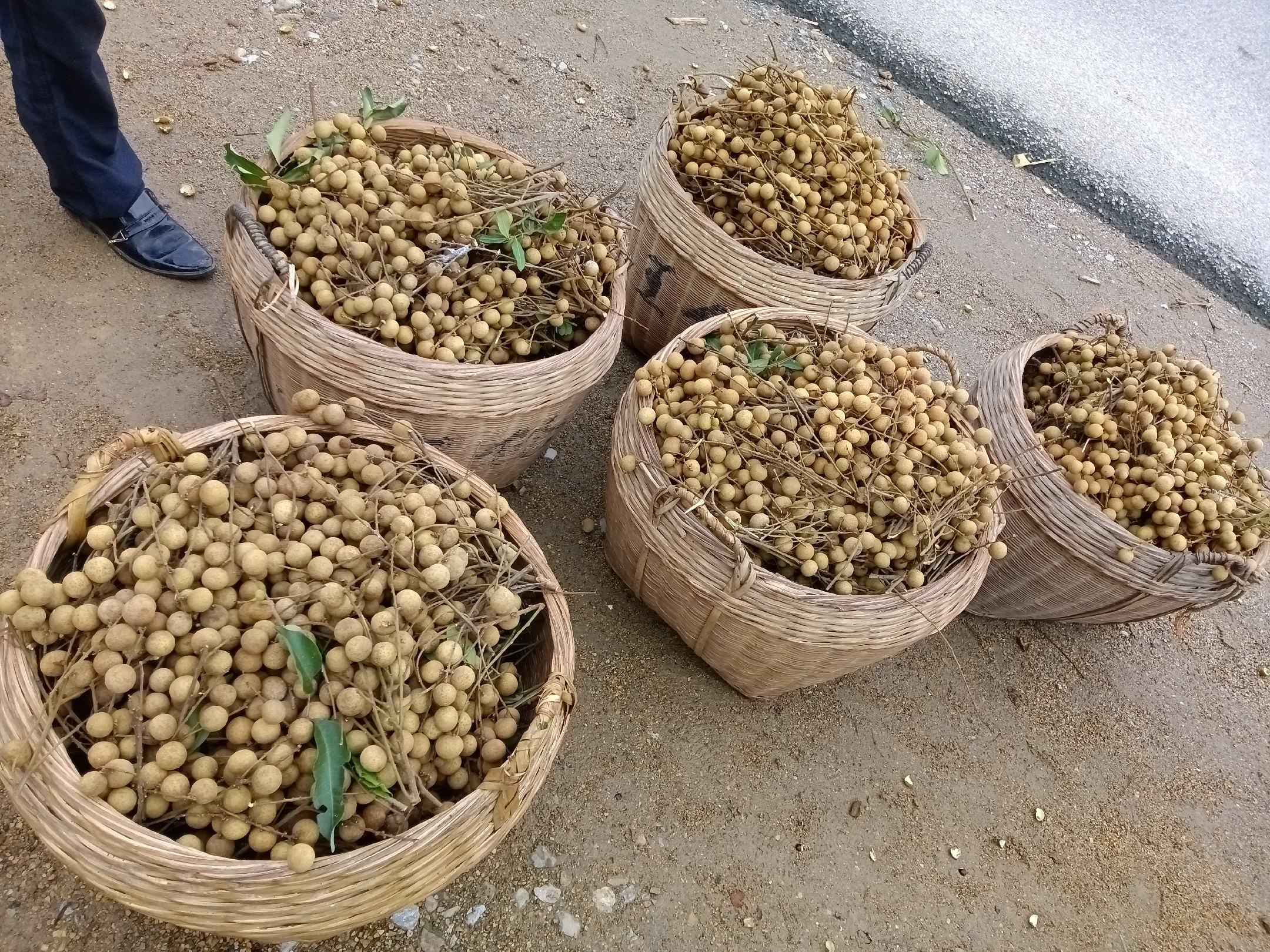 石硖龙眼果实与果篮摆拍