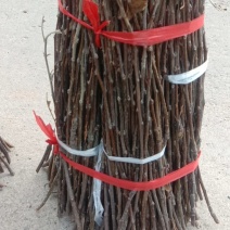 苹果树金蝉卵枝条，优质条