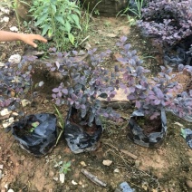 红桎木球20cm以上20cm以上0.5~1米
