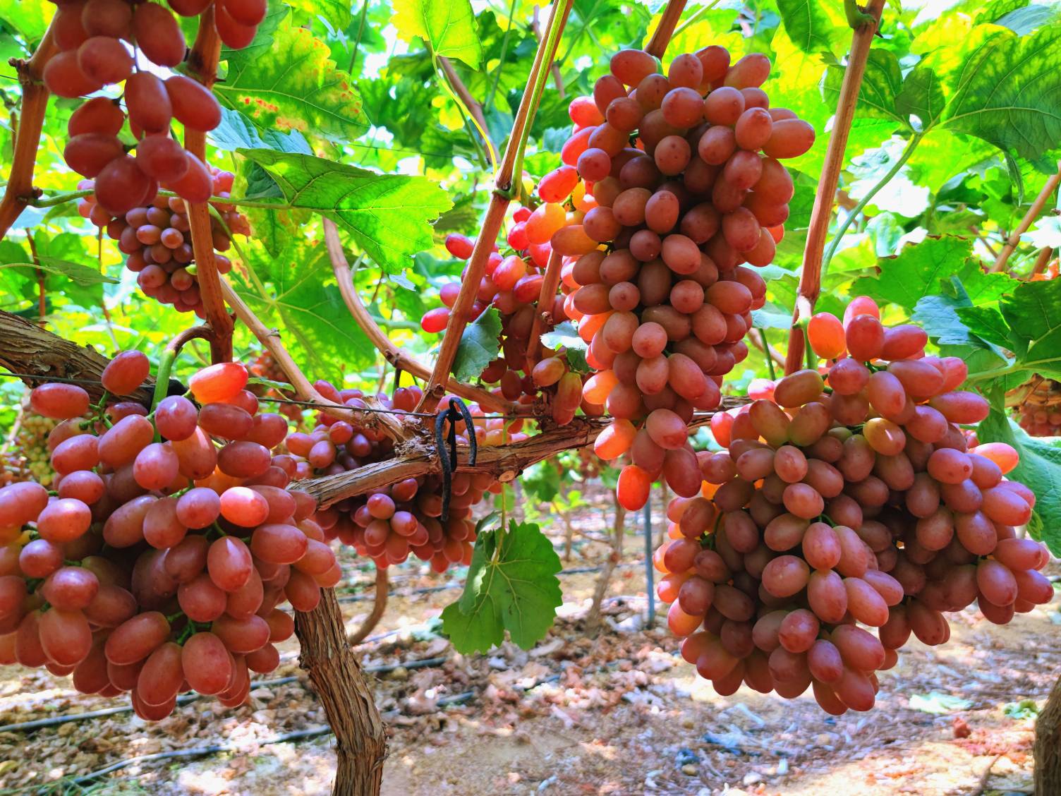 一张高清特写图,展示克伦生葡萄饱满、鲜红的果实,果粒紧密排列,表面有自然的果霜,背景为阳光透过葡萄藤的光影效果 克伦生葡萄特写图