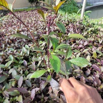 大叶红草