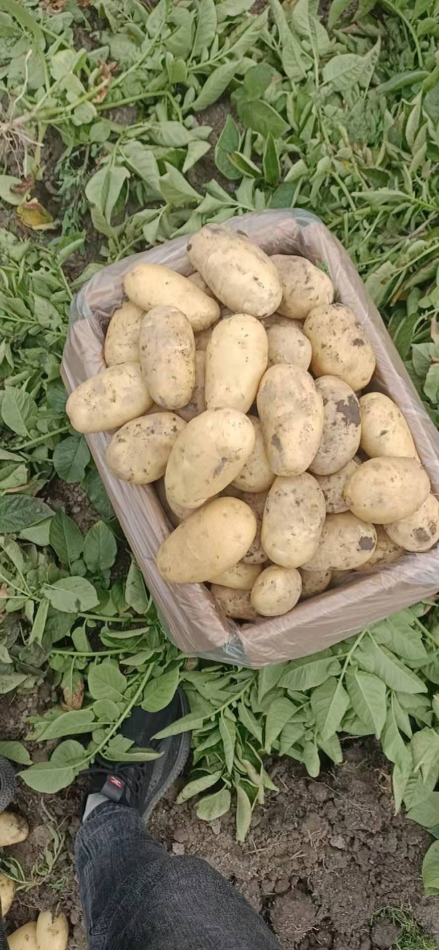 荷兰十五土豆大量出货库存鲜挖都有欢迎前来实地看货