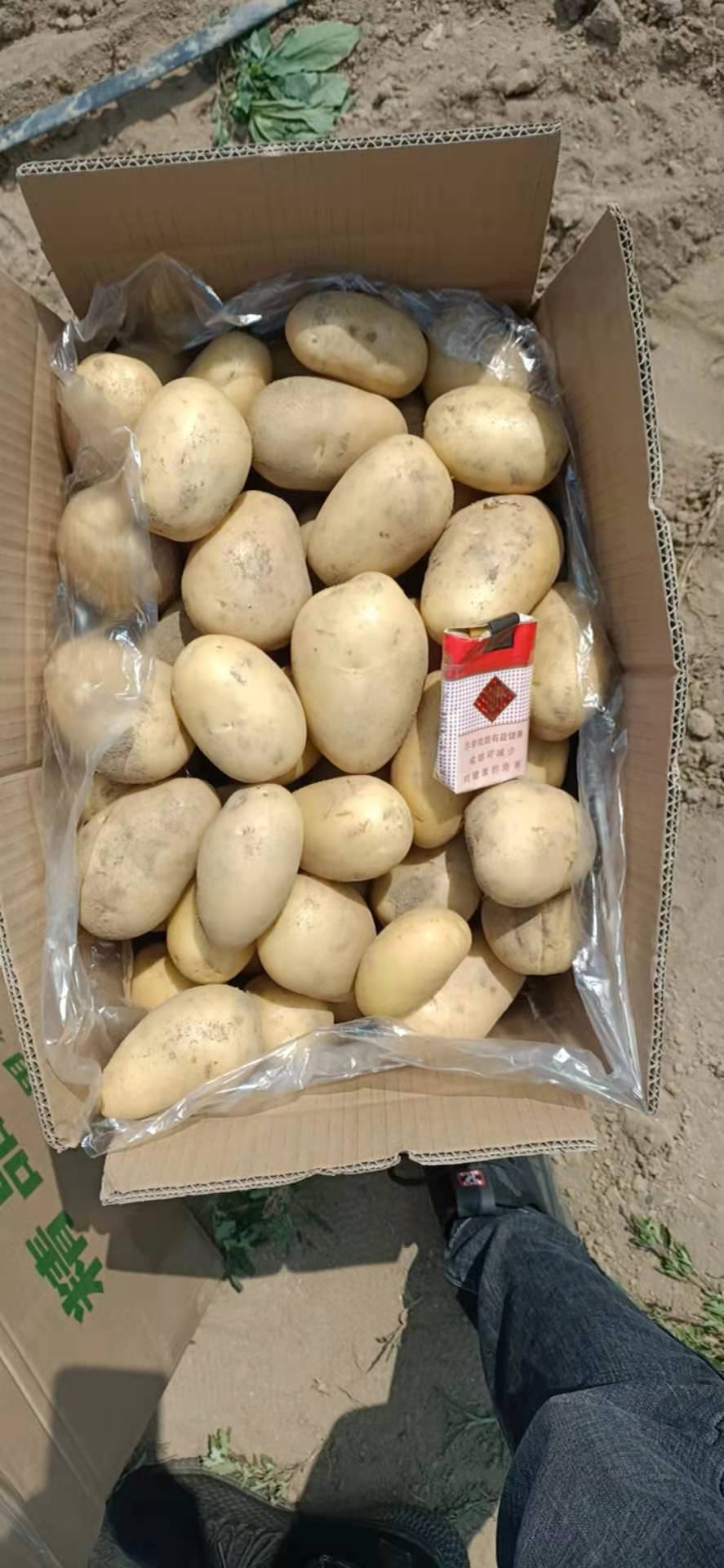 荷兰十五土豆大量出货库存鲜挖都有欢迎前来实地看货