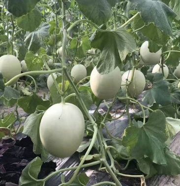 [玉姑甜瓜批发]玉菇价格0.80元/斤 - 一亩田