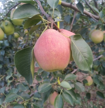 [七月红梨批发]七月红梨价格0.70元/斤 - 一亩田