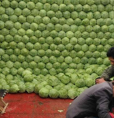 张北基地精品甘蓝大量上市