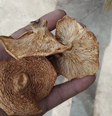 松乳菇奶香菌铜绿菌大喇叭张寒菌谷熟菌雁来菌