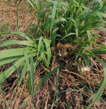 高蛋白芦甘草牧草种苗