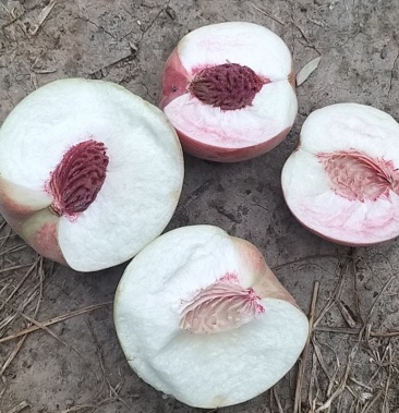 [红桃批发]红不软离核桃价格1.00元/斤 - 一亩田