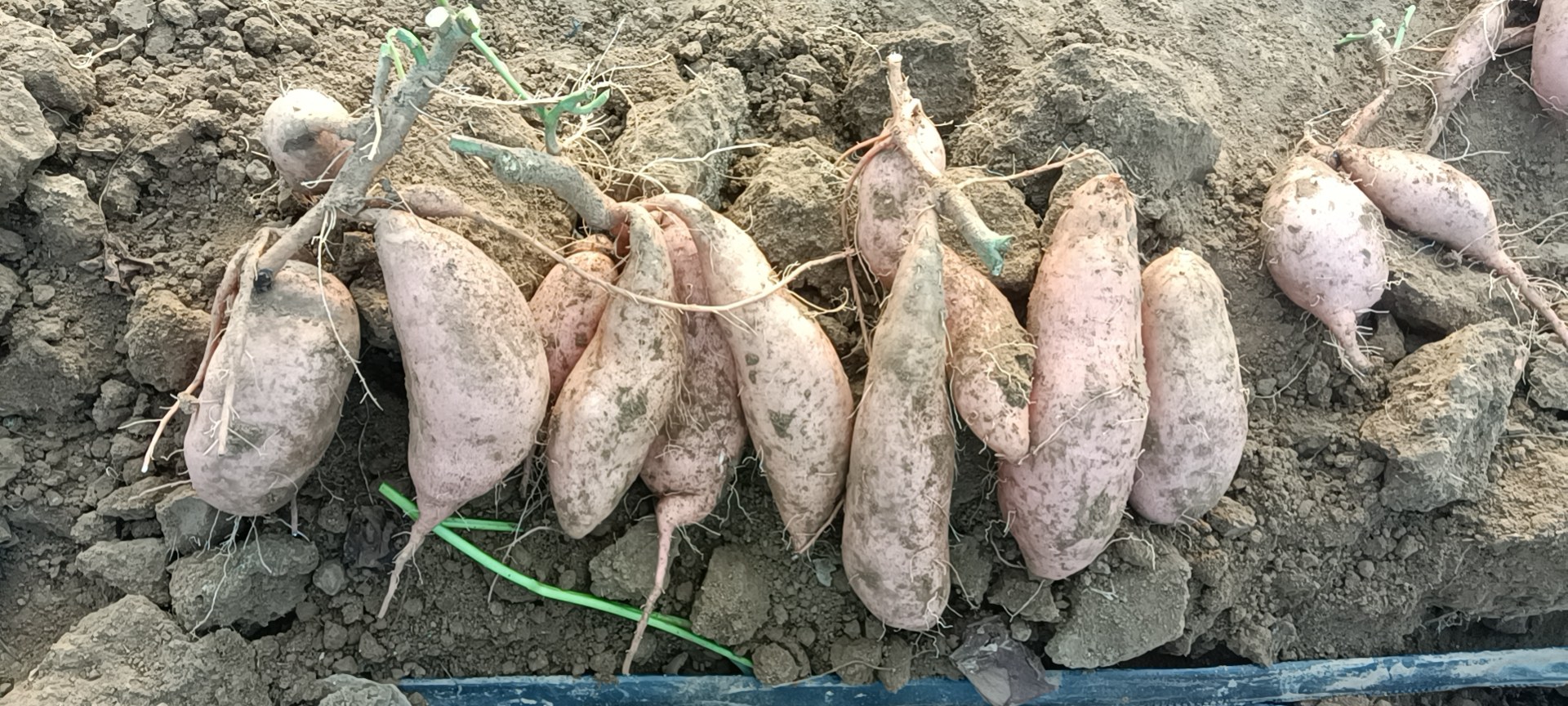 展示龙薯9号采收时的场景,农民正在田间挖掘甘薯,地上堆满新鲜甘薯,色泽鲜亮 龙薯9号采收现场