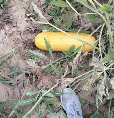 老西葫芦老西葫芦