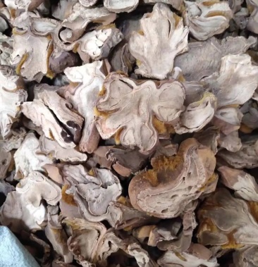 中药材野生金毛狗脊金毛狗金狗脊猴毛头黄狗头干货